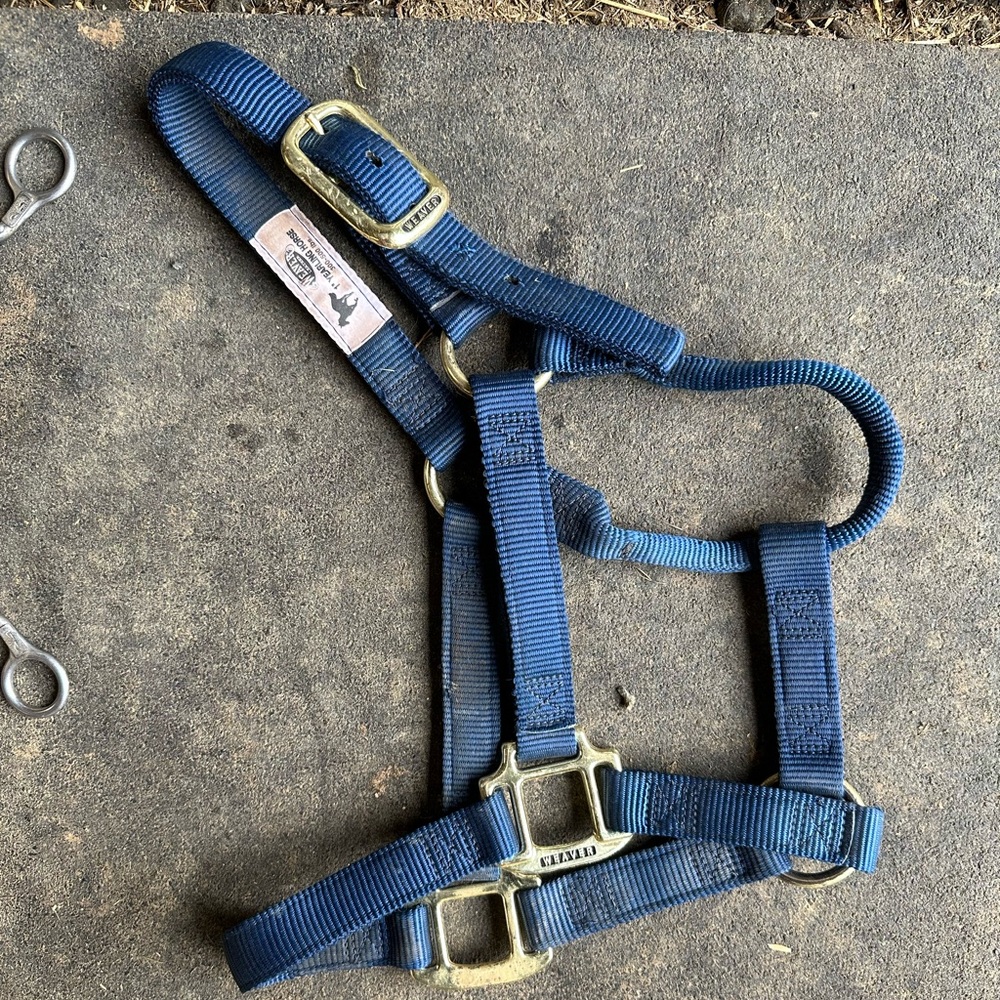 Yearling halter